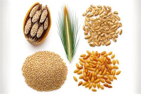 Foto de cereales integrales (trigo, avena, cebada) antes de ser procesados