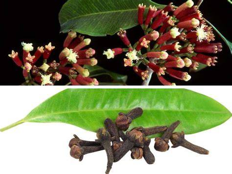 Esquema del árbol de clavo Syzygium aromaticum con sus flores y botones florales