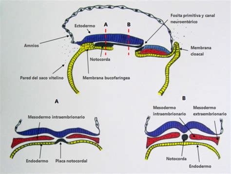 Esquema de la notocorda induciendo la formación de la placa neural en el ectodermo