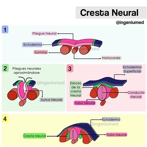 Esquema de las principales estructuras derivadas de la cresta neural