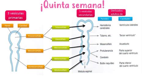 Ilustración de las vesículas cerebrales primarias y secundarias con sus subdivisiones y flexuras