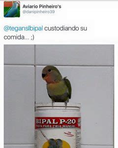 diagrama de la consistencia ideal de la papilla para agapornis (como Actimel)