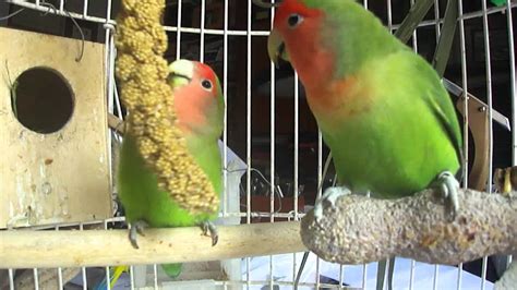 foto de agapornis joven comiendo panizo y explorando su entorno