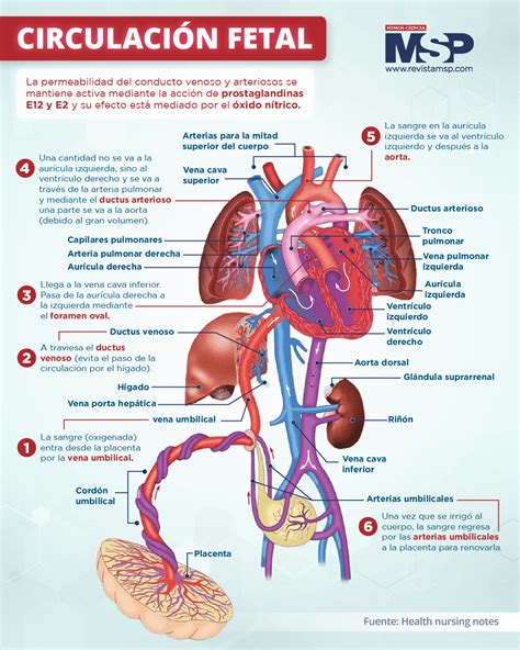 Diagrama del sistema circulatorio fetal