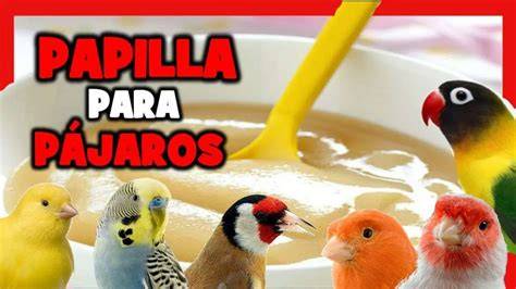 Infografía sobre cómo almacenar correctamente la papilla para pájaros
