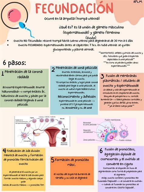 Infografía: Ciclo menstrual, días fértiles y proceso de fecundación en las trompas de Falopio