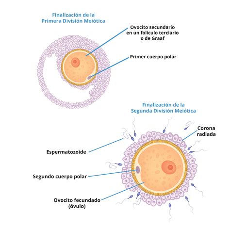 Esquema de la interacción entre ovocito y células somáticas para la formación del folículo primordial