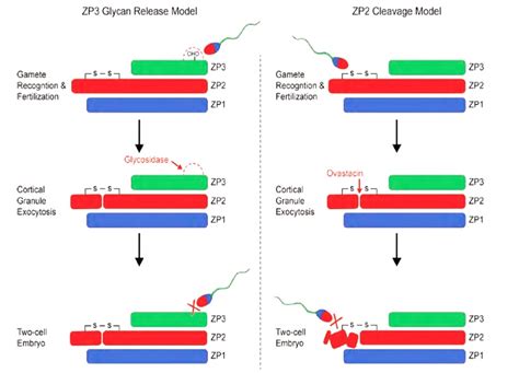 Modelos de reconocimiento de gametos: liberación de glicanos y escisión de ZP2