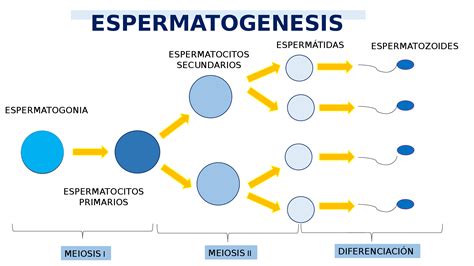 Esquema de la anatomía testicular y el proceso de espermatogénesis