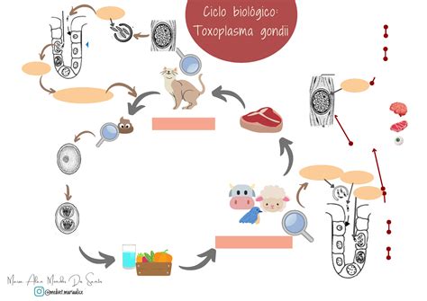 Infografía detallando el ciclo de vida del parásito Toxoplasma gondii, desde el gato hasta la transmisión a humanos a través de alimentos contaminados.