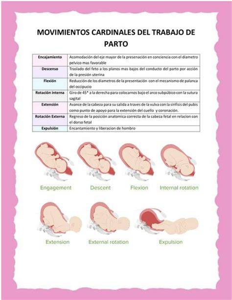 Ilustración de los movimientos cardinales del parto