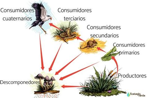Esquema de la cadena trófica con flechas indicando bioacumulación y biomagnificación de pesticidas.
