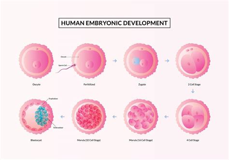 Esquema de las mediciones de un feto en las primeras semanas de gestación (corona-nalgas)