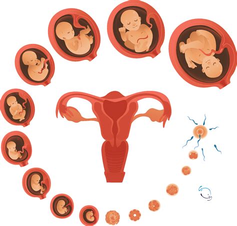 Dibujo o imagen 3D de un feto de 10 semanas de gestación