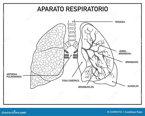 Esquema del sistema respiratorio de un niño con pulmones y bronquios