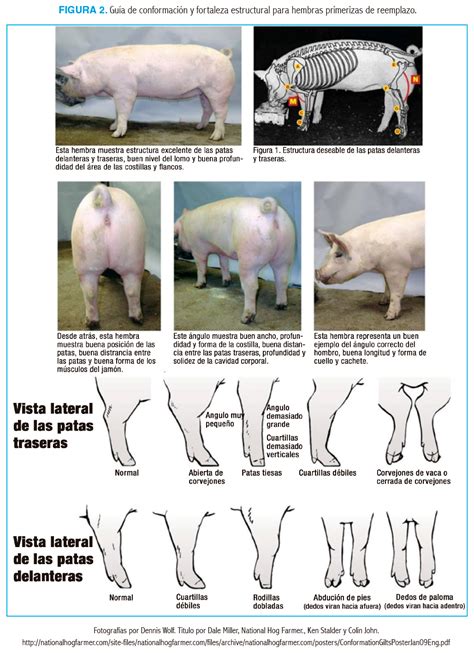 Ilustración mostrando las características deseables en una cerda reproductora joven, como aplomos y número de tetas.