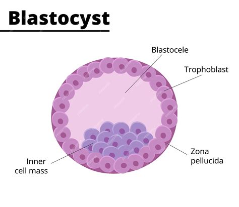 Estructura de un blastocisto