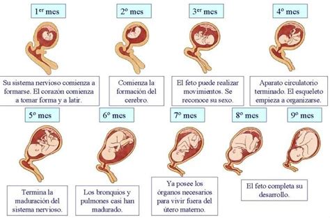 Esquema de las fases de la gestación y el desarrollo prenatal