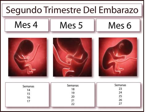 Imagen de un feto en el segundo trimestre de embarazo