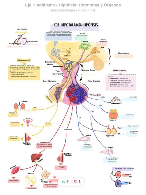 diagrama: hormonas clave en la fertilidad femenina