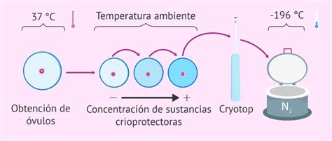 Diagrama explicativo del proceso de criopreservación de gametos y embriones.