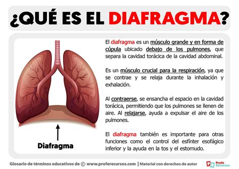 Esquema simplificado del diafragma y su función en el hipo de un bebé