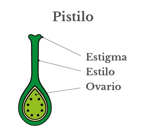 Esquema de una sección longitudinal de un pistilo típico mostrando el ovario y los óvulos antes de la fecundación