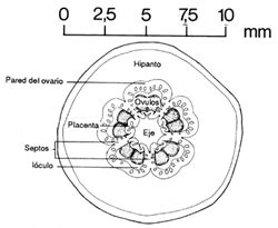 Sección transversal de una cápsula de Eucalyptus preissiana, mostrando lóculos, eje, placenta y múltiples óvulos