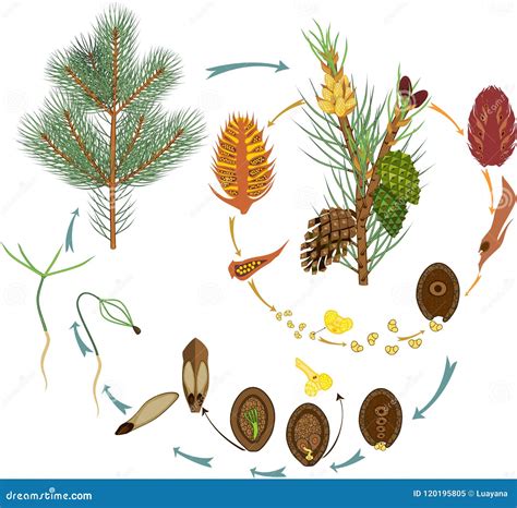 Cono de Pinus oocarpa, mostrando la estructura reproductiva de una gimnosperma