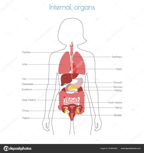 Ilustración de los cambios en la posición de los órganos internos de la mujer durante el embarazo