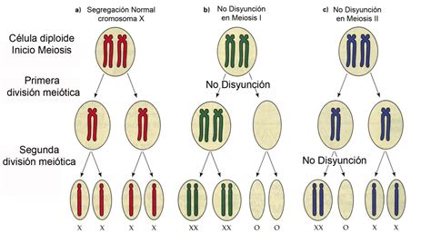 Esquema de la meiosis y la incompatibilidad cromosómica en híbridos