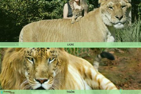 Tigón en un museo o zoológico