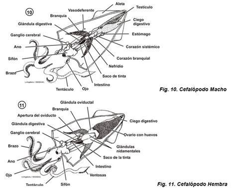 Esquema del brazo hectocótilo y el proceso de transferencia de espermatóforos en cefalópodos.