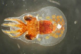 Paralarva de pulpo común en el momento de la eclosión bajo luz polarizada. Ampliación: 80X. Autor C. Perales-Raya.