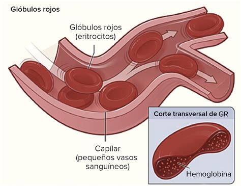 Esquema metabólico: proceso de descomposición de glóbulos rojos y el papel del hígado en la eliminación de la bilirrubina.