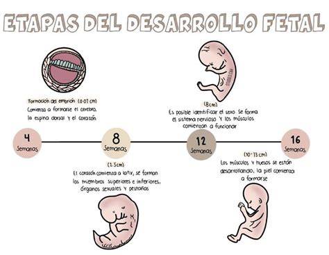 Esquema de las etapas del desarrollo fetal