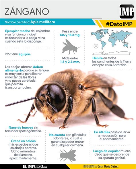 Ilustración de un zángano con sus características morfológicas destacadas (ojos grandes, cuerpo robusto)