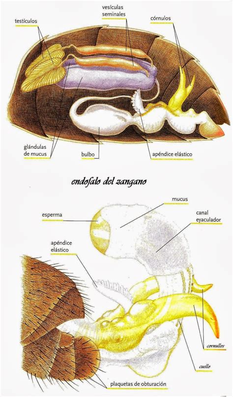 Diagrama del aparato reproductor del zángano