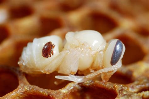 Imagen de un ácaro Varroa destructor en una celda de cría de zángano