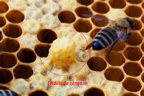 Colmena con gran cantidad de celdas de zángano, indicando un problema