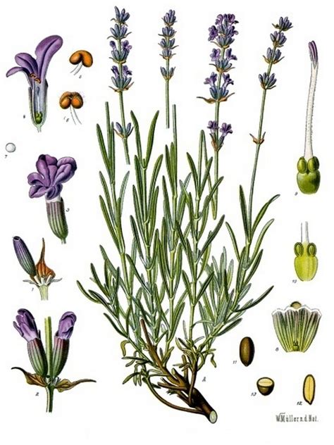 Ilustración botánica de la Lavandula angustifolia destacando sus flores violetas y sus hojas características.