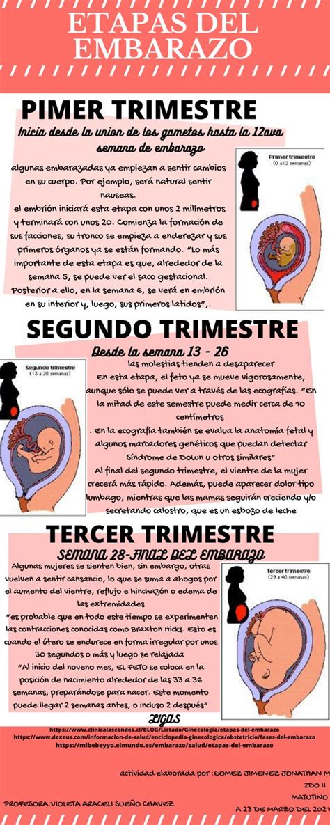 Infografía detallando los trimestres del embarazo y los hitos ecográficos clave a evaluar.