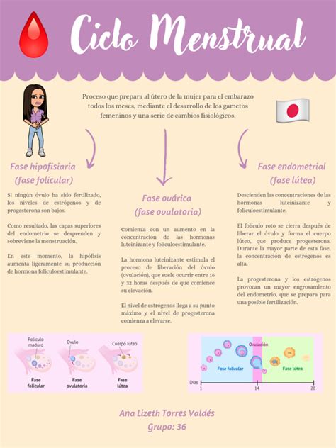 Infografía explicando el ciclo menstrual y los puntos de ovulación y dolor pélvico intermenstrual.