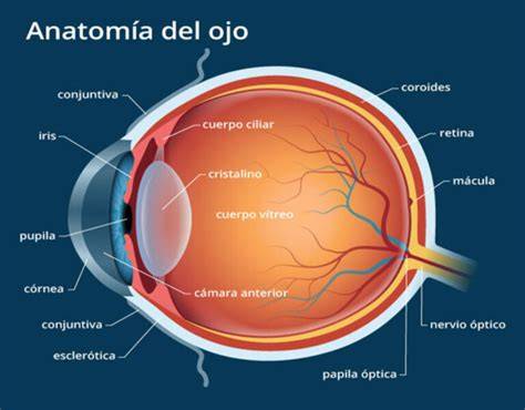 Esquema anatómico comparativo de un ojo con desarrollo vascular normal y un ojo afectado por retinopatía con neovasos anormales.
