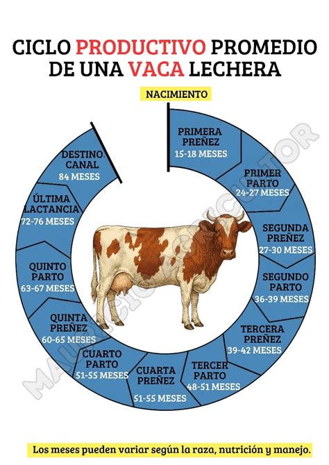 Diagrama del ciclo productivo de una vaca lechera, mostrando las fases de gestación, lactancia y reproducción, y sus requerimientos nutricionales asociados.