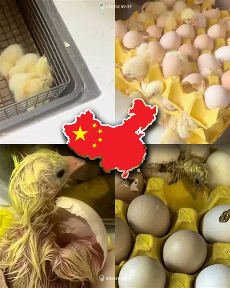 Esquema comparativo entre huevos fertilizados (incubables) y no fertilizados (para fabricar piensos)