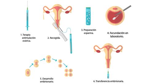 Esquema general del proceso de transferencia embrionaria en ratón: desde la estimulación ovárica y obtención de embriones hasta la implantación en ratonas receptoras.