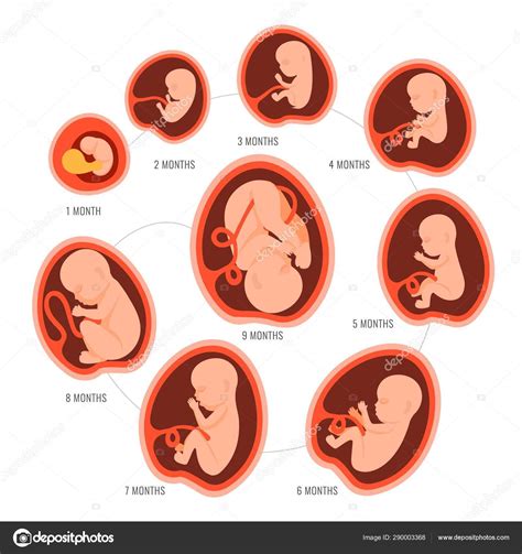 Infografía que muestra las etapas del desarrollo fetal desde la concepción hasta el nacimiento.