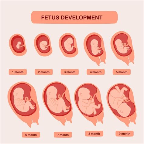 Secuencia de imágenes mostrando el desarrollo del feto en diferentes semanas de gestación.