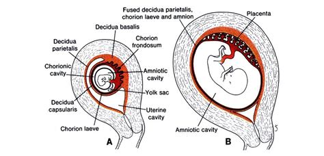 Diagrama detallado de la placenta, mostrando sus caras fetal y materna, y su conexión con el cordón umbilical.